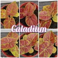 Rare Caladium Bicolor - Pokok Keladi Hiasan