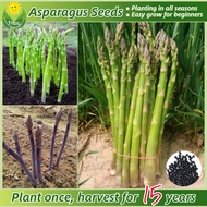 เมล็ดพันธุ์ หน่อไม้ฝรั่ง บรรจุ 30 เมล็ด Organic Asparagus Seeds Vegetable Seeds for Planting เมล็ดหน่อไม้ฝรั่ง ผักออร์แกนิก เมล็ดพันธุ์ผัก บอนไซ พันธุ์ผัก เมล็ดพันธุ์พืช เมล็ดบอนสี ผักสวนครัว เมล็ดงอกสูง ปลูกง่ายปลูกได้ทั่วไทย เหมาะกับมือใหม่หัดปลูก