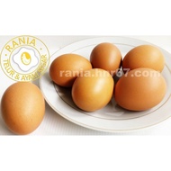 Agen Telur Ayam Tangerang