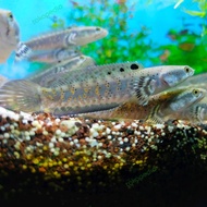 Baby Channa Blue Pulchra | Gabus Hias