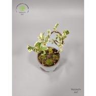 Fruiting Bonsai 金露花,斑叶 Duranta Erecta Variegata (H15xW12cm+/-)