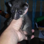 musang akar borneo