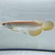 Ikan Arwana/Arowana Golden Red/RTG -+18 cm