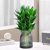 Guanyin Bamboo Lucky Bamboo Hydroponic Plant with Roots Flower Green Plant Pothos Indoor Potted Plan