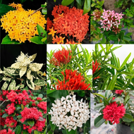 [Flower] Ixora landscape live Plant