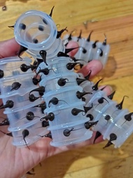 Bolitas Spiky White Random Ring Sleeves Toy for Men New Arrival