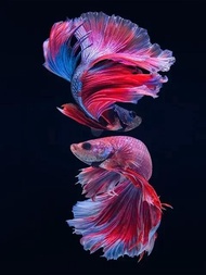 ศิลปะบนผนังปลาคราฟสีแดงแบบดั้งเดิม - พิมพ์ผ้าใบ HD สไตล์จีนสำหรับตกแต่งห้องนั่งเล่นและห้องนอน ภาพวาด