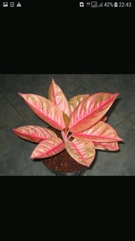 Bibit Bunga Aglonema Legacy Merah