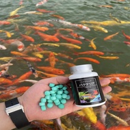 Vi sinh Aquarista của Nhật lọ 100 viên ( vi sinh bể cá làm trong nước giảm độc tố cân bằng PH)