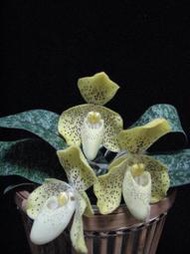 Paph. concolor 均色拖鞋蘭 , 優質苗株 , 1.7寸水草盆規格!