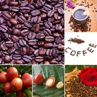 30pcs/bag Coffea Seeds - for Grinding Coffee Refreshing Breakfast Bonsai Tree Live Benih Sayur Sayuran Benih Pokok Bunga