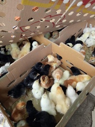 Nota Jual Bibit DOC Ayam Kampung Super Joper
