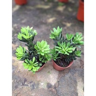 Pokok podocarpus kekwa / tahan panas / boleh dijadikan pokok bonsai / pokok hidup