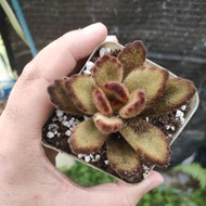 live Succulent Teddy bear 7cm square