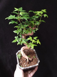 S造型三角楓 原生株 種定多根 唐楓  盆景 連 花盆 plant  Bonsai 植物 盆栽 Japanese  maple tree 楓葉 楓樹 紅楓【實拍。只此一盆】