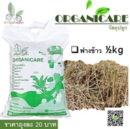 ฟางข้าว ฟางใหม่ ORGANICARE แบ่งขายใส่ถุง ฟางข้าว ฟางข้าวแห้ง ฟางคลุมดิน ฟางปลูกต้นไม้ ฟางข้าวเลี้ยงส