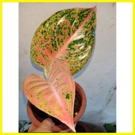 ▪ ▦ ◲ Lush Aglaonema Stardust Live Plants for Indoor/Outdoor