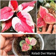 ( BISA COD ) Bunga caladium dwi warna/ tanaman keladi dwi warna /