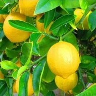 bibit jeruk lemon california berbuah/lemon jumbo nipis california