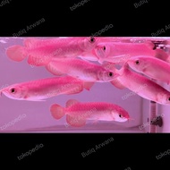 Ikan Arwana Super Red +-15cm up spesial spon head