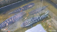 IKAN TOMAN JUMBO 70-90CM