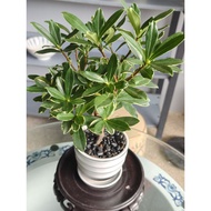 Daphne odora 'Aureomarginata'。