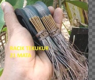 RACIK TEKUKUR JERAT BURUNG BALAM 21 TIANG MURAH JONTROT TEKUKUR MIRIP ASLI