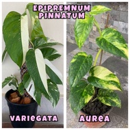 restock Pokok Epipremnum Pinnatum Variegated Variegata Aurea EPV EPA aroid real plant