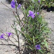 Pokok Bunga Ruellia Simplex Purple/Purple Shower (5 keratan)