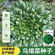 Black Vegetable Seeds High Calcium Health Care Vegetable Seeds Vegetable Seeds Chrysanthemum Heart C