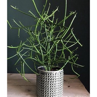 Pencil Cactus ( Keratan ) Euphorbia tiruclli . Cactus lasak