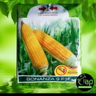 BIBIT BENIH JAGUNG MANIS BONANZA 9 F1 1800BTR