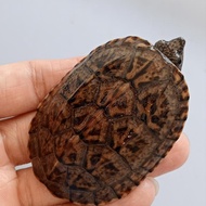 mainan kura air mexican Giant musk turtle baby up