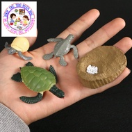 Turtle life cycle model - Turtle life cycle