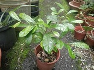 ★╮芳草園★╮－「神秘果」4.5吋盆栽