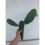 Cactus Opuntia @ Cactus Mickey