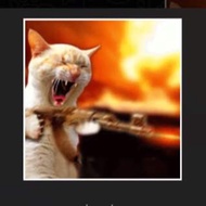 Cat Picture ( Saja test