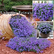 Ready Stock Flower Seed Lobelia Erinus Biji Bernih Bunga Lobelia Erinus花种子 六倍利