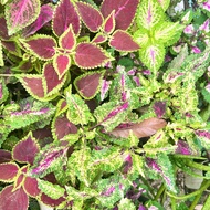 Mayana Coleus Bicolor with pot and soil Easy to care Outdoor Garden Live Plant not seed