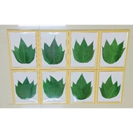 Daun Jelatang Gajah Kering ( Frame)
