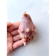 White Jumping Snail Shells - Natural Sea Snails