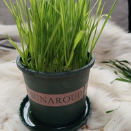 Cat Grass Seed