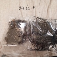 Cenuai raja & cenuai rambut