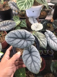 Alocasia Dragon Moon