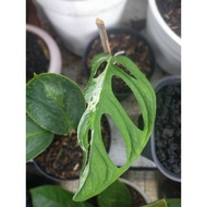 Ready Monstera Andansonii Varigata / Janda Bolong Varigata Putih