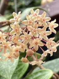 Hoya Rangsan 毬蘭