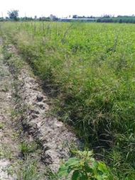 出租雲林四湖溪南段農地 760 坪,地形方正 ,,農地重劃已經完成,,出租