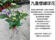 心栽花坊-九重櫻繡球花/繡球花/6吋/開花植物/綠化環境/售價600特價500
