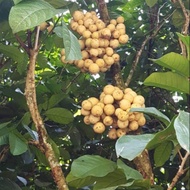 Pokok Dokong hybrid/grafted cepat berbuah