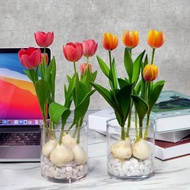 Tulip Planting Ball Seed Soil Culture Hydroponic Package Winter Indoor Cold-Resistant Water Culture 